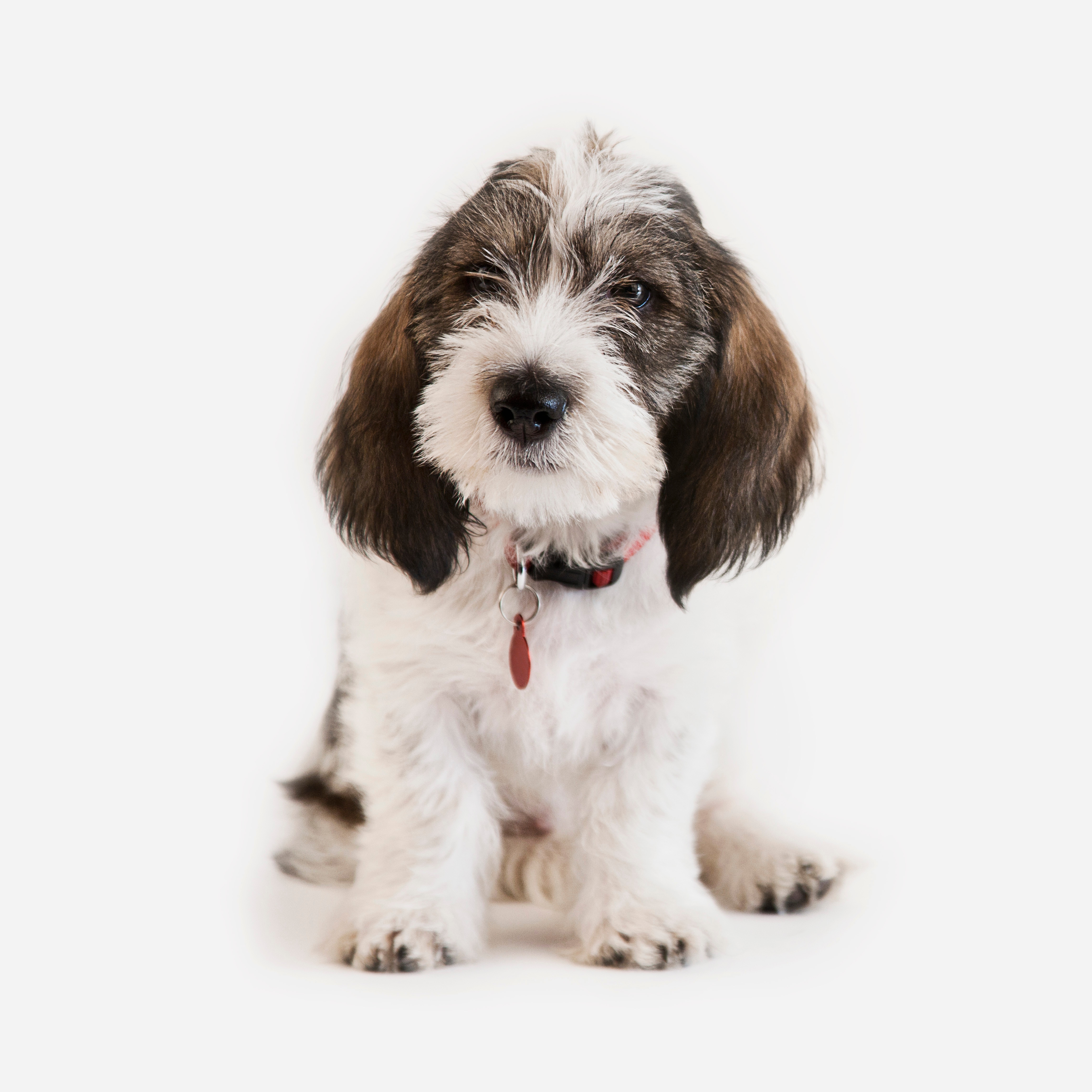 Basset hound griffon vendeen fashion